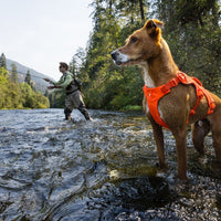 A dog sits on a raft wearing a new Confluence™ Life Jacket